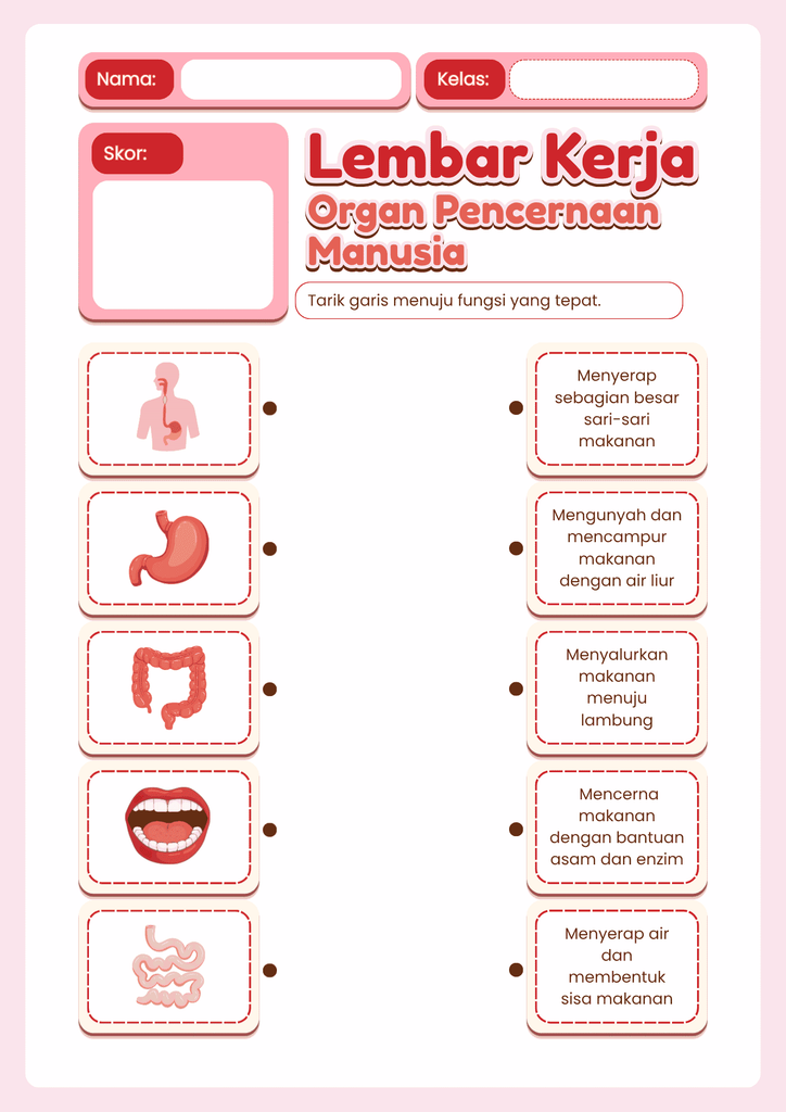 kit pembelajaran pencernaan manusia