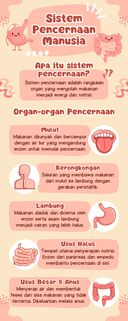 kit pembelajaran pencernaan manusia